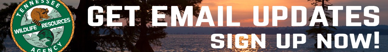 Email sign up Banner