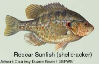 Bluegill