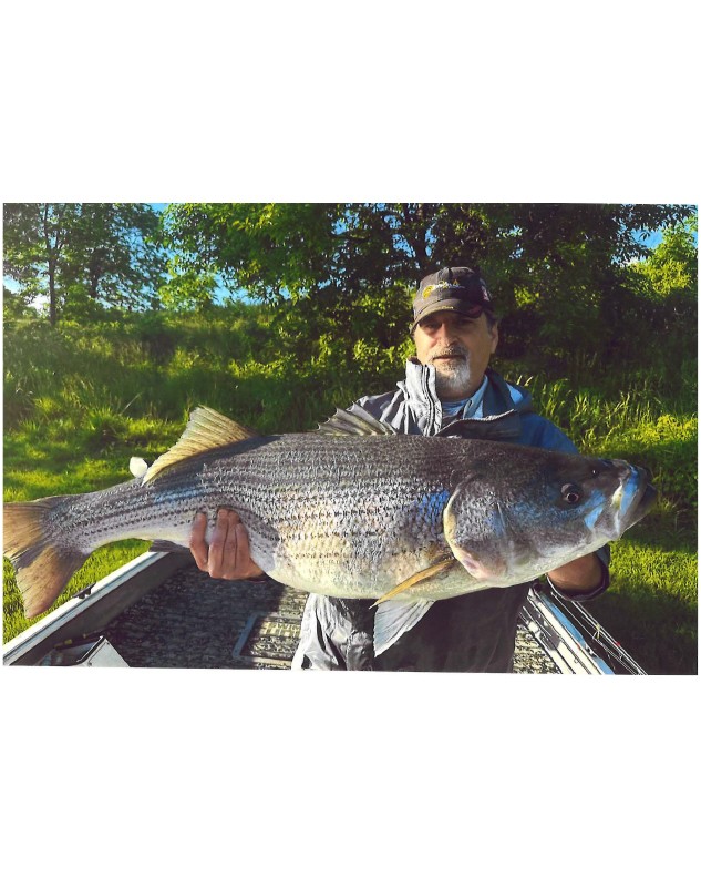 Brian Padgett shows a  Striper Bass 44 ¾” caught at Clinch River, Tennessee