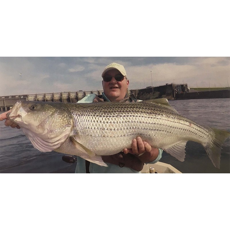 Russell Roper, 43” Striped Bass - Ft. Loudoun Dam