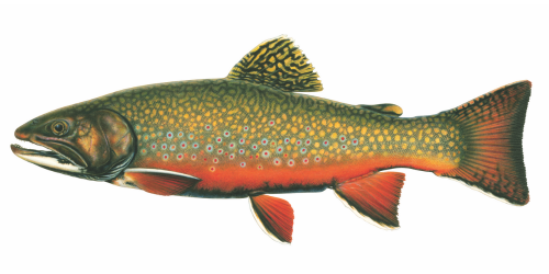 Brook Trout side view.  Click image for description.