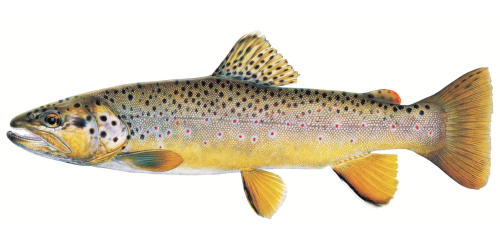 Brown Trout side view. Click image for description.