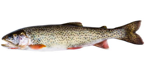 Cutthroat Trout side view.  Click image for description of trout.