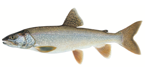 Lake Trout side view. Click image for description of trout.