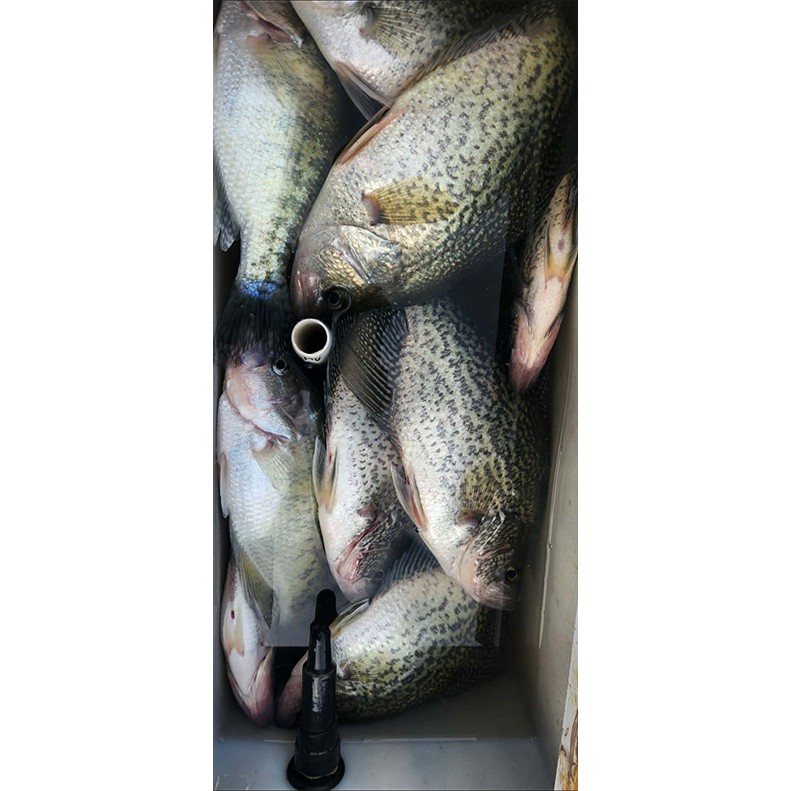 Maddox Donovan showing some sauger he caught on Cordell Hull in Tennesssee. Maddox Donovan showing some sauger he caught on Cordell Hull in Tennesssee.