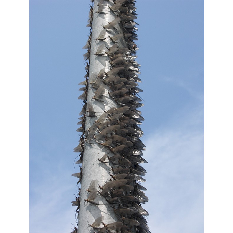 Mayflies on Pole Mayflies on Pole