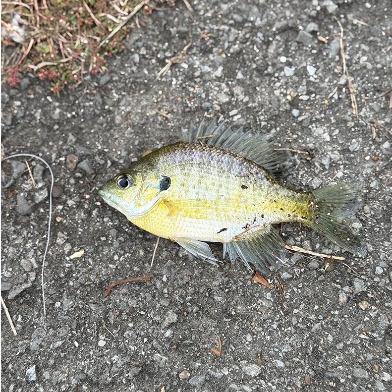 Walter Lomax caught a Bluegill at Rotary Park in Gallatin Tennessee on November 1, 2025.