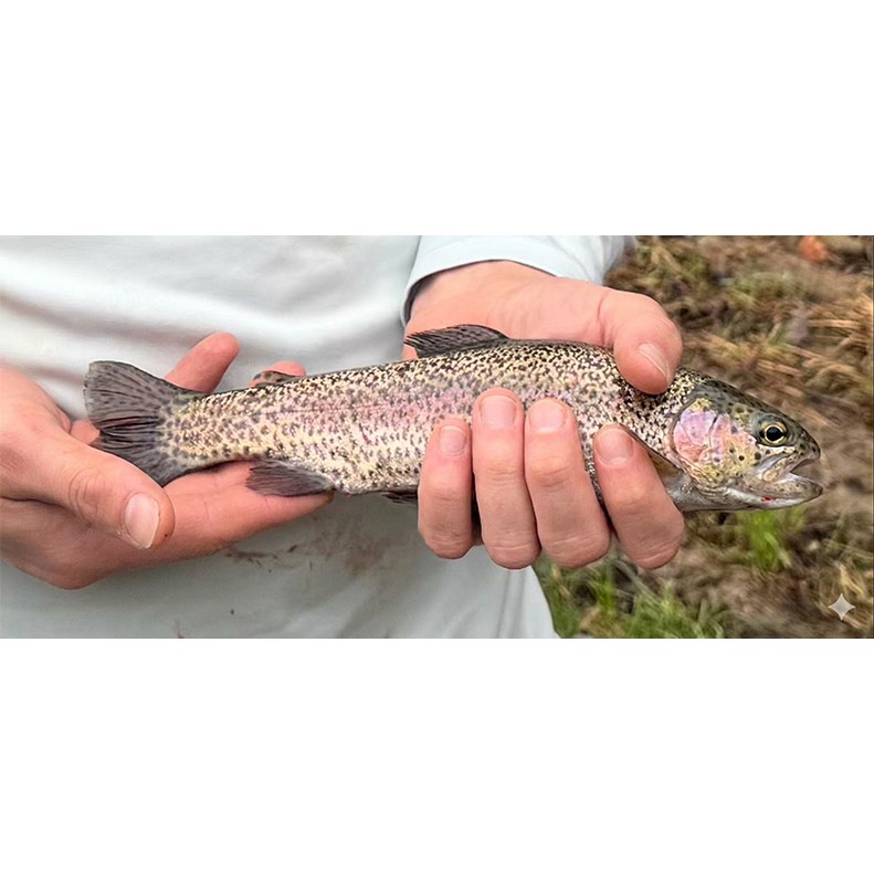 Jonathan Kreiser caught a Rainbow Trout on March 1, 2026.