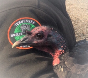 Wild Turkey Observation 