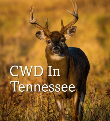 Image of a buck with text reading CWD in Tennessee and link to more information about CWD in Tennessee