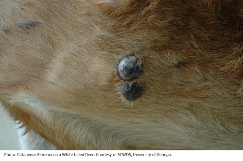 Photo of Cutaneous Fibroma on a White-tailed Deer