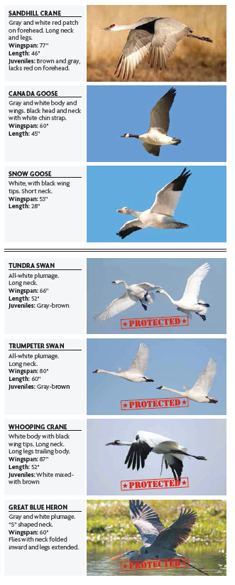 Sandhill Crane Identification