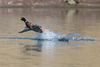 Waterfowl on lake