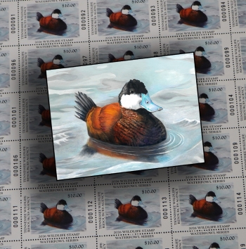 2025 TWRA Collectible Waterfowl Stamp