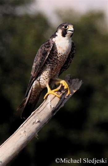 The Cry of the Peregrine