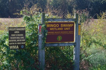 Mingo Swamp WMA Field
