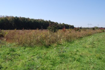 Mingo Swamp WMA Field