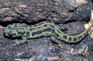 Salamander