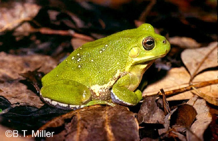 Barking Treefrog, information provided by the Tennessee Wildlife