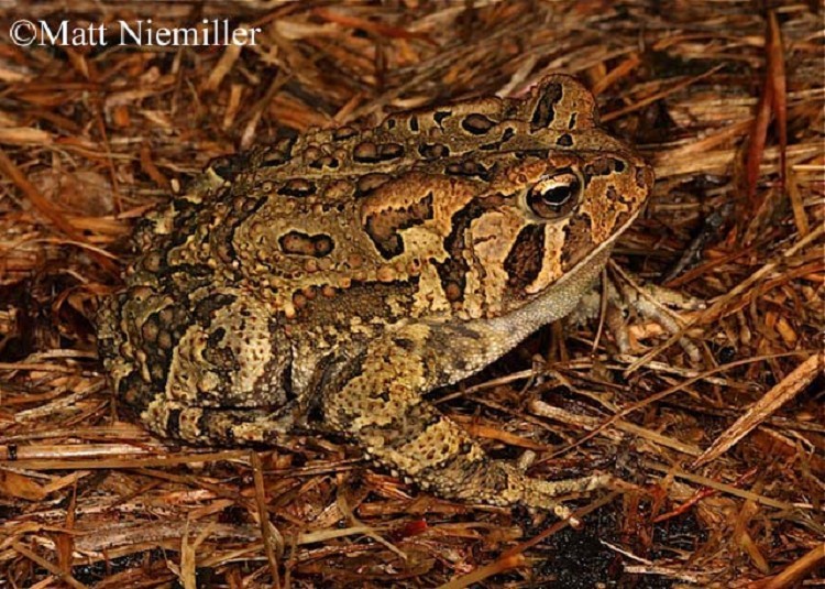 fowlers-toad fowlers-toad
