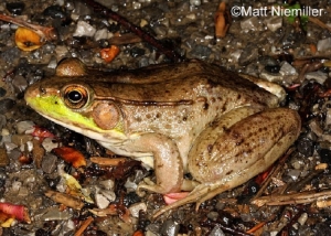 Brown frog with brown on back