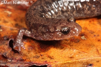 Wellers Salamander
