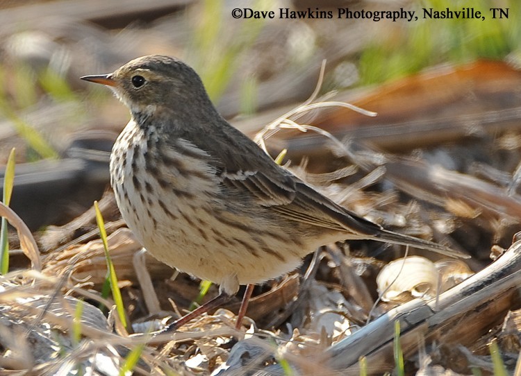 American Pipit