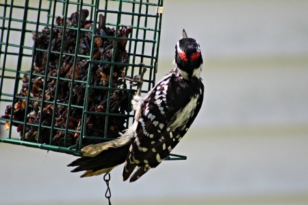 woodpecker-3643067_640