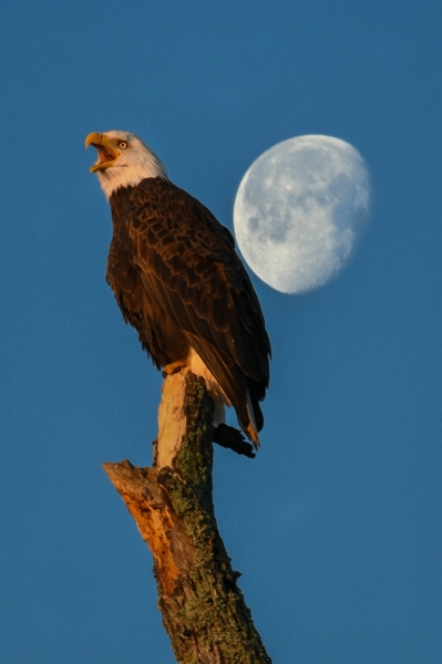 Eagle in Early Morning Light Taken by Thomas McEwen