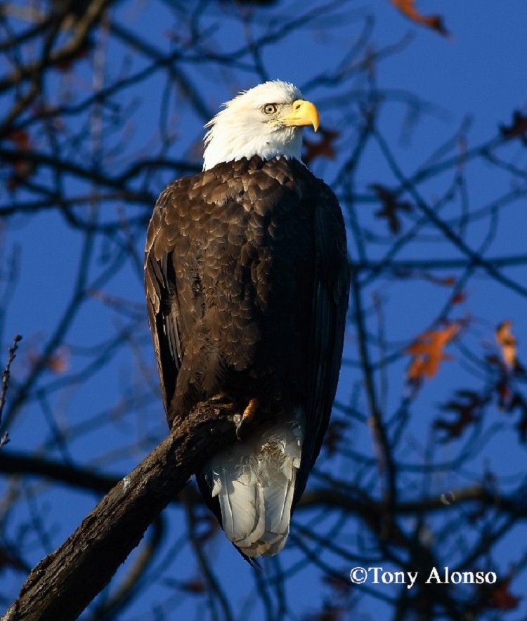 Adult Bald Eagle, Photo Credit Dave Hawkins