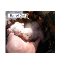 Barred Owl Fledgling