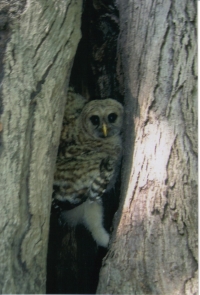 Barred Owl Fledgling