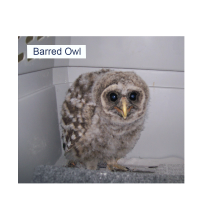 Barred Owl Fledgling