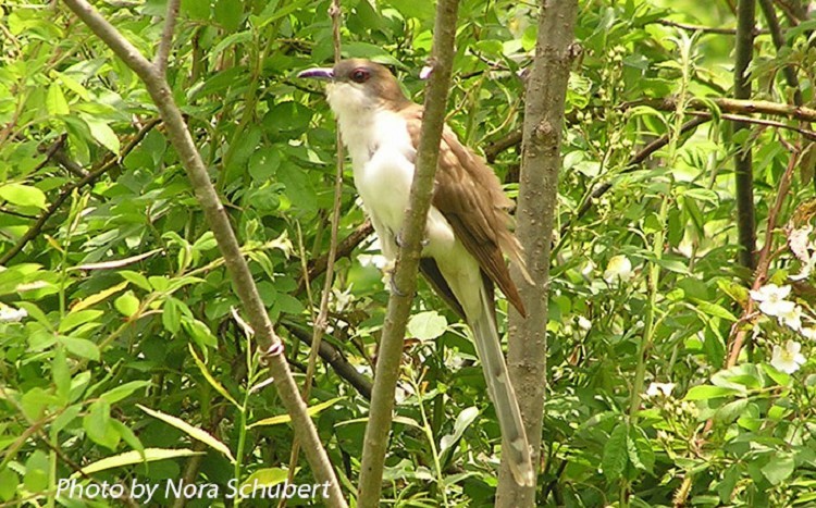 Black-billed Cuckoo