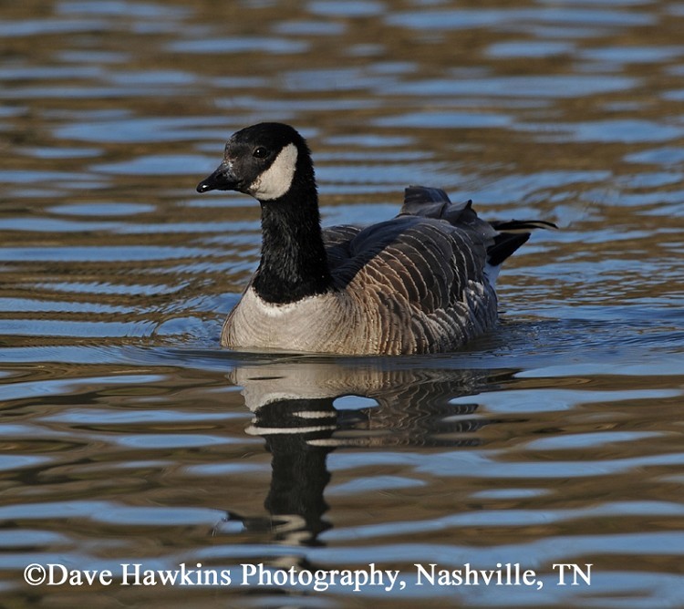 Cackling Goose Identification, All About Birds, Cornell Lab of Ornithology