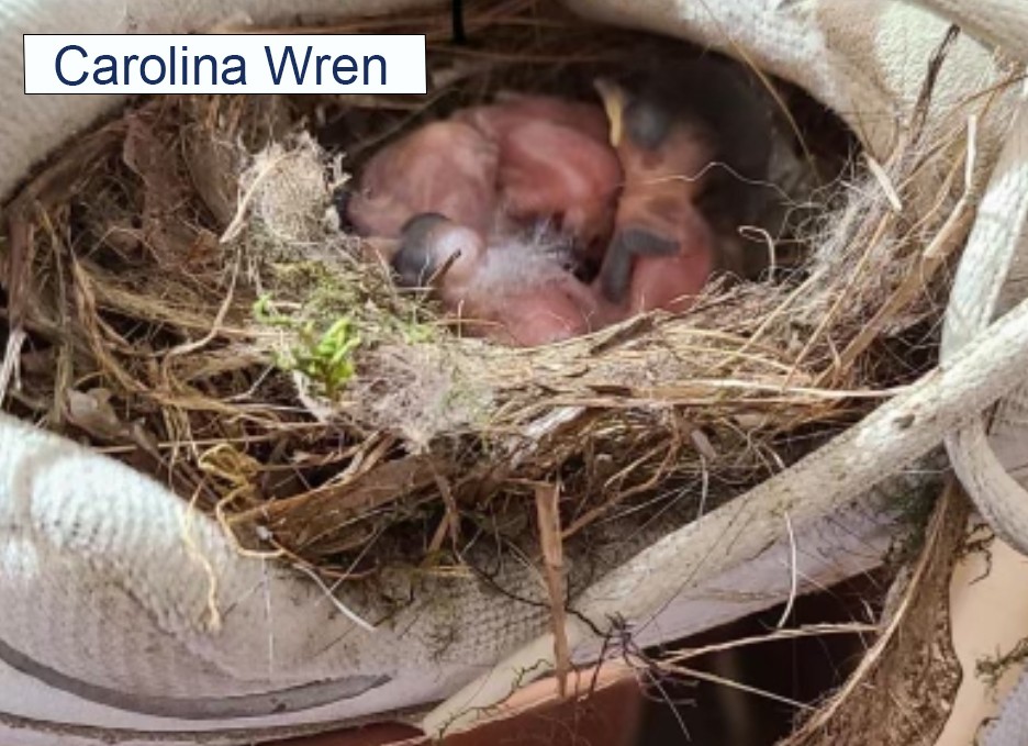 Carolina Wren Babies