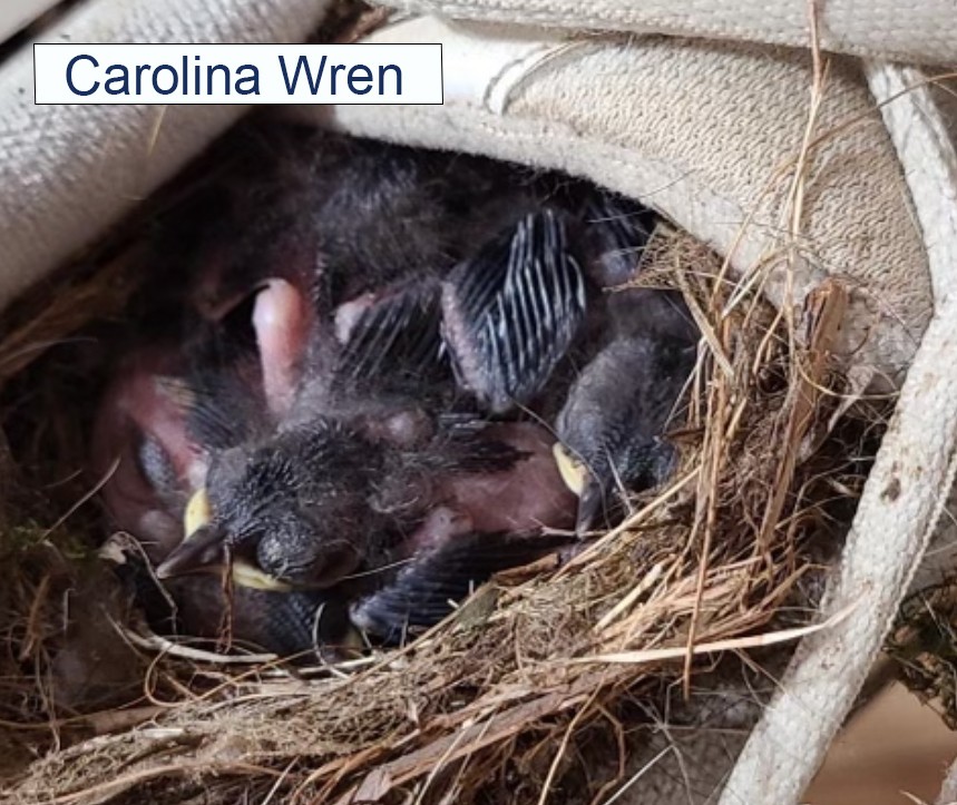 Carolina Wren Babies