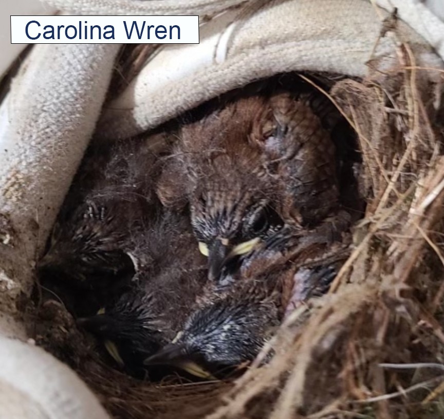 Carolina Wren Babies