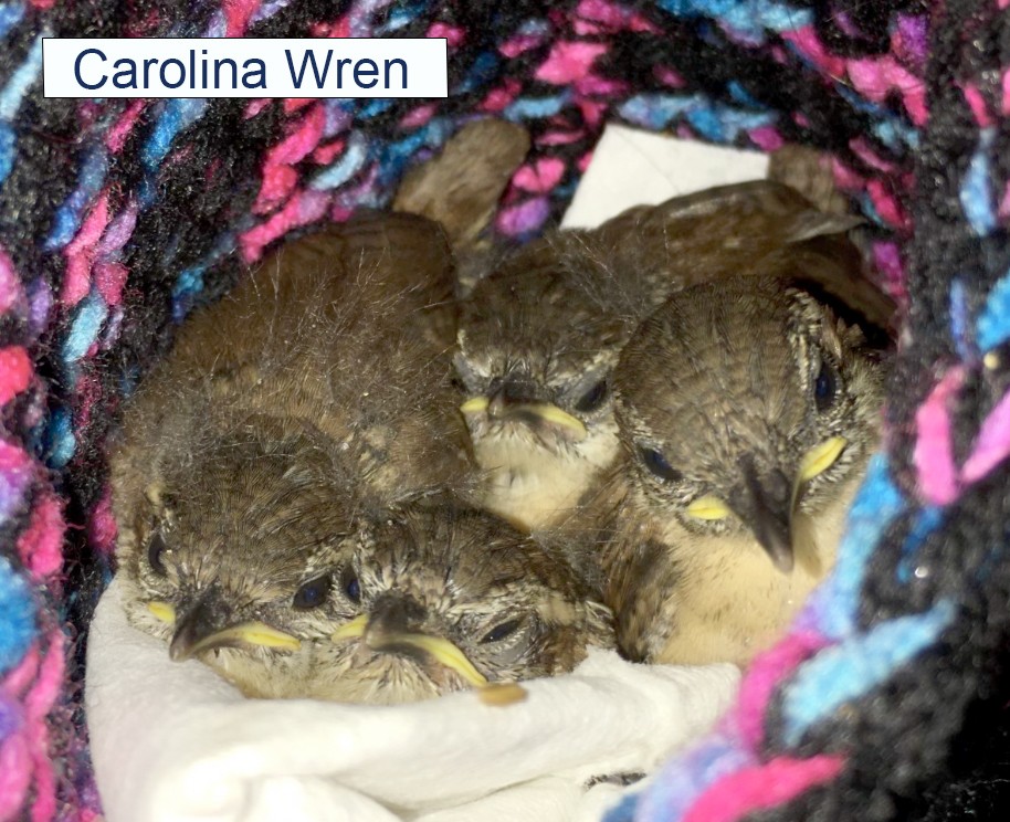 Carolina Wren Babies