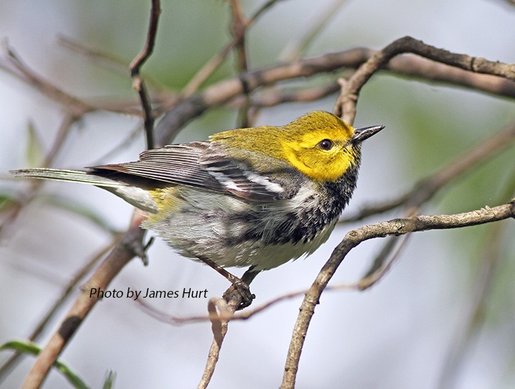 Black-throated Green Warbler