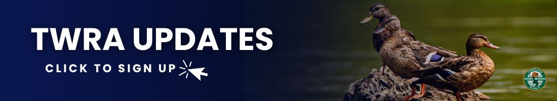Email sign-up link