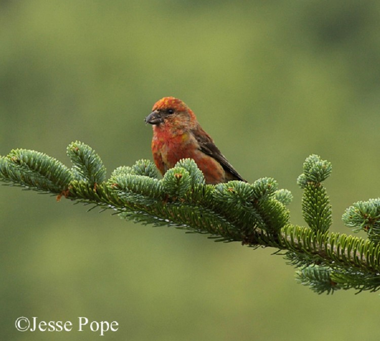 Red Crossbill Loxia curvirostra