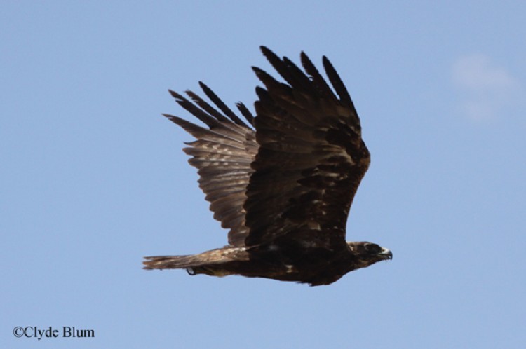 Golden Eagle, Aquila chrysaetos, Adult in flight. Photo Credit: Clyde Blum