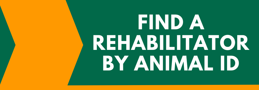 Find a Rehabilitator by Animal ID