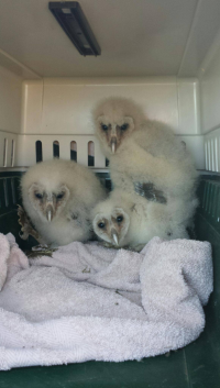 Barn Owl Fledgling