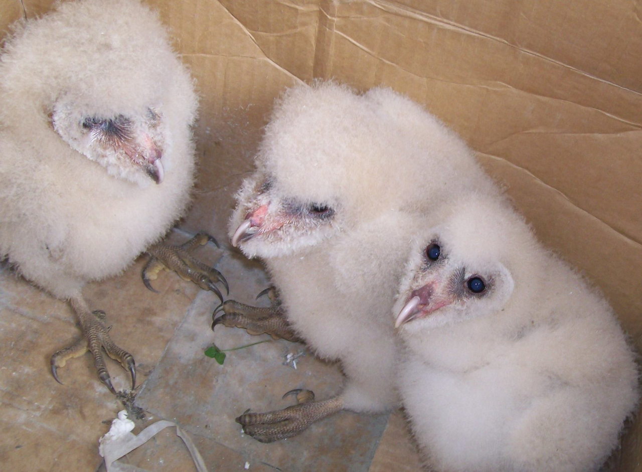 Barn Owl Fledgling