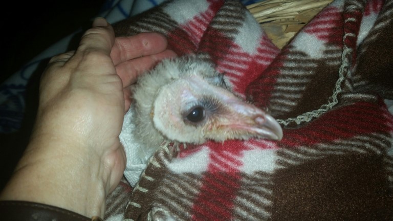 Barn Owl Fledgling