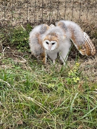 Barn Owl Fledgling
