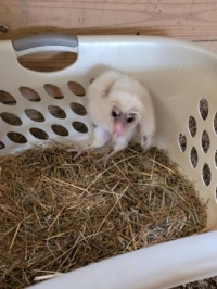 Barn Owl Fledgling