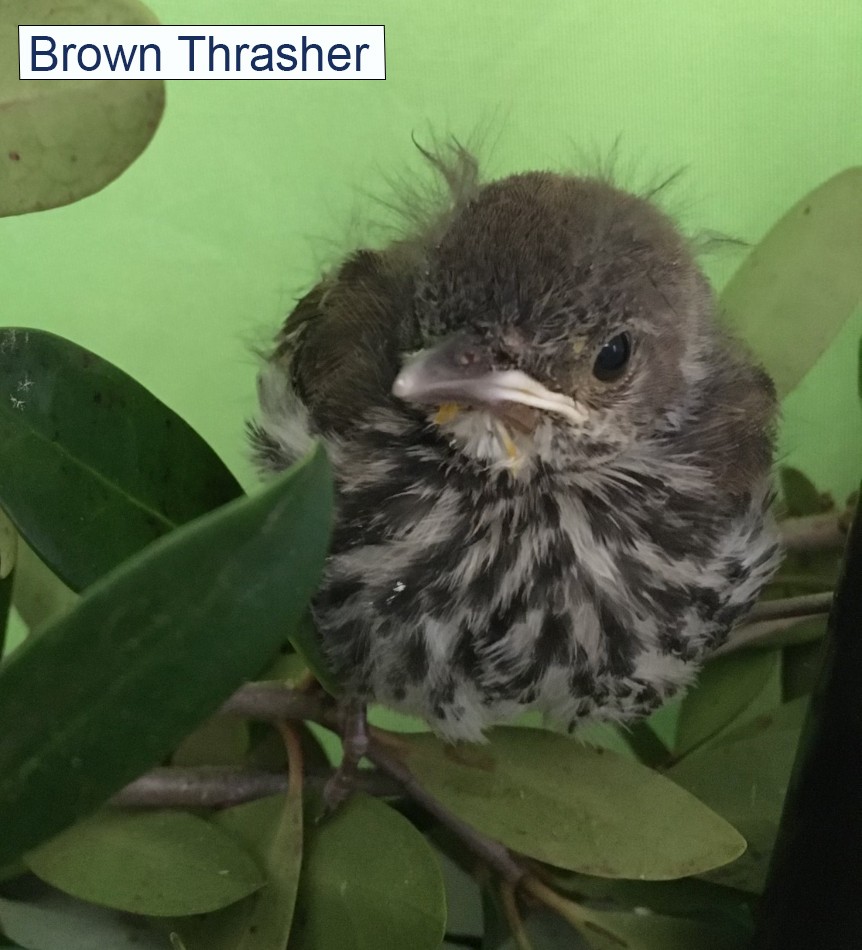 Brown Thrasher Baby